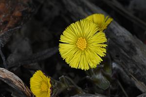 2025-04046233 Tower Hill Botanic Garden, MA